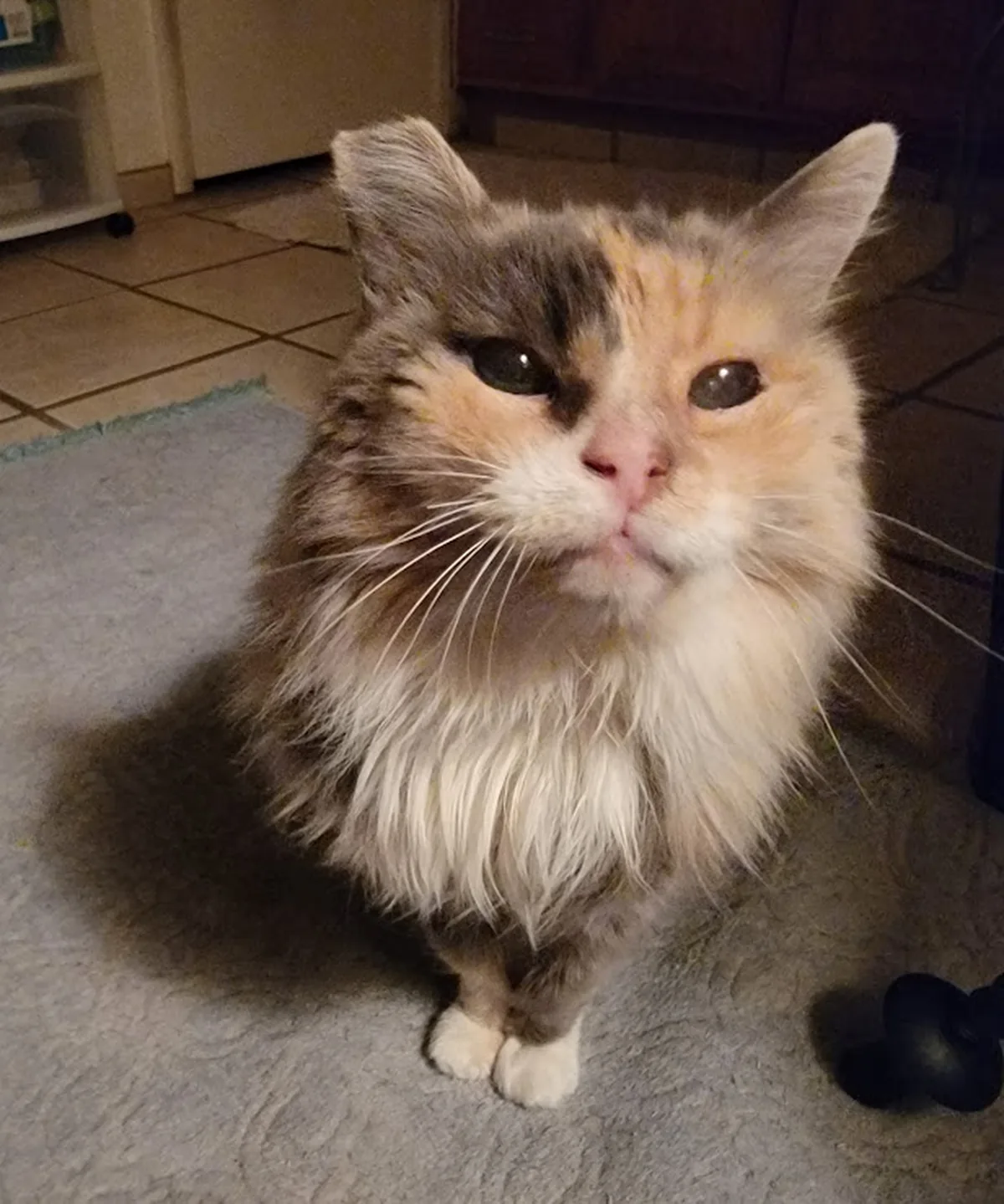 Ava, a senior calico cat the sanctuary cared for, sitting calmly indoors
