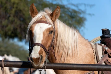 A palomino horse at the fence — the animals your corporate support protects