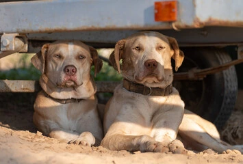 Two rescue dogs resting peacefully at the sanctuary — this is what your volunteer hours protect