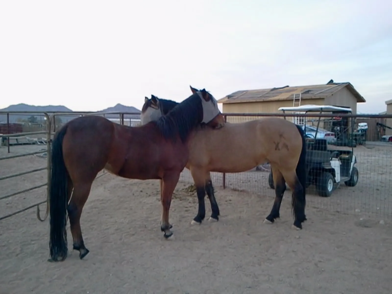 Kharma and her daughter Victoria, two rescued horses standing close together at the sanctuary