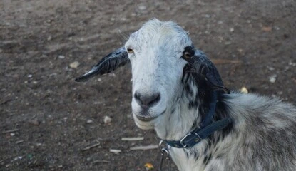 A rescued goat at the Saint Francis farm sanctuary