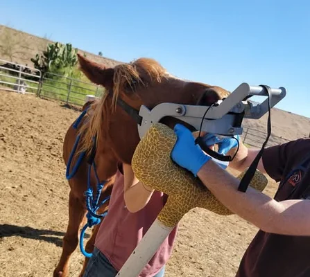 Beauty, a senior Arabian mare, having dental work done