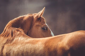 A rescued horse at the Saint Francis sanctuary looking back over its shoulder