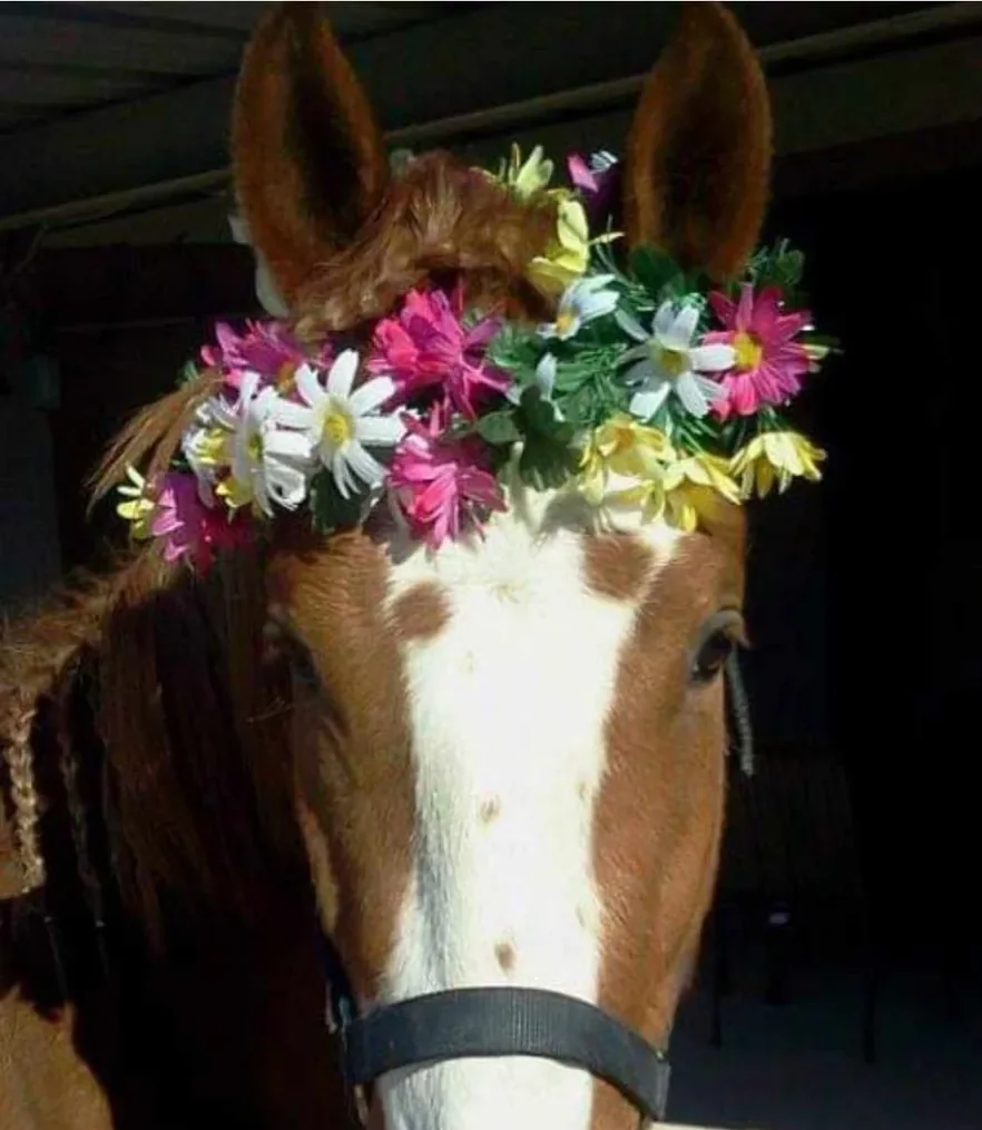 Tatiana, a rescued mare wearing a crown of flowers