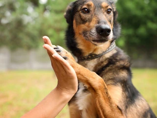 A rescue dog offering a paw to a volunteer — the bond our volunteers build