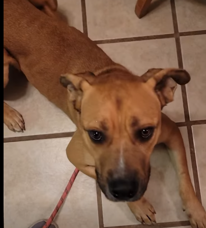 Canelo