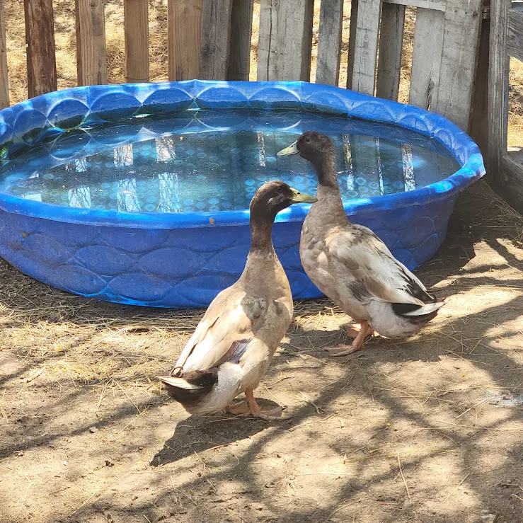Sanctuary Ducks